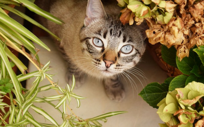 image for Pets and Houseplants